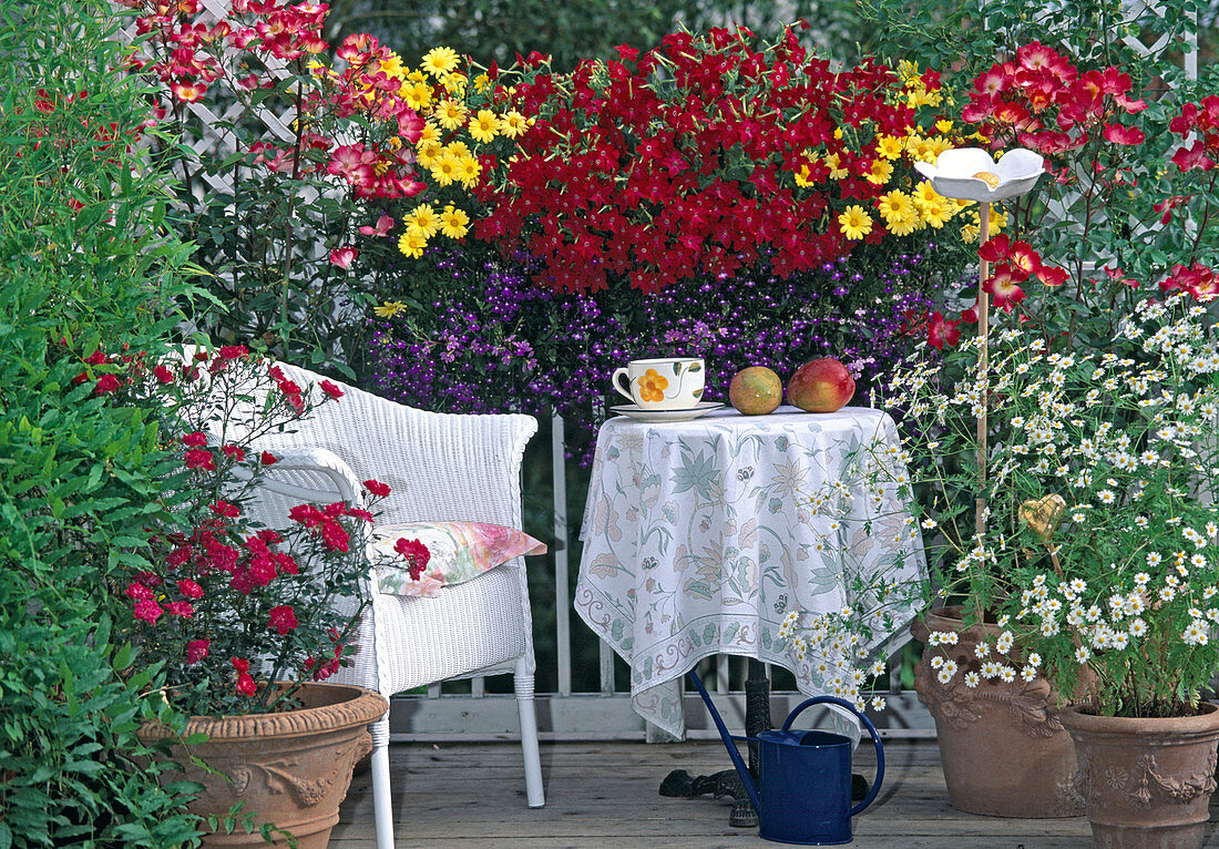 Box: Argyranthemum 'Butterfly', Nicotiana sanderae (ornamental tobacco)