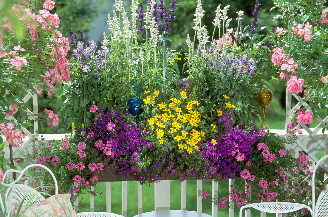 Salvia 'Porcelaine', Verbena tenera 'Tapien'