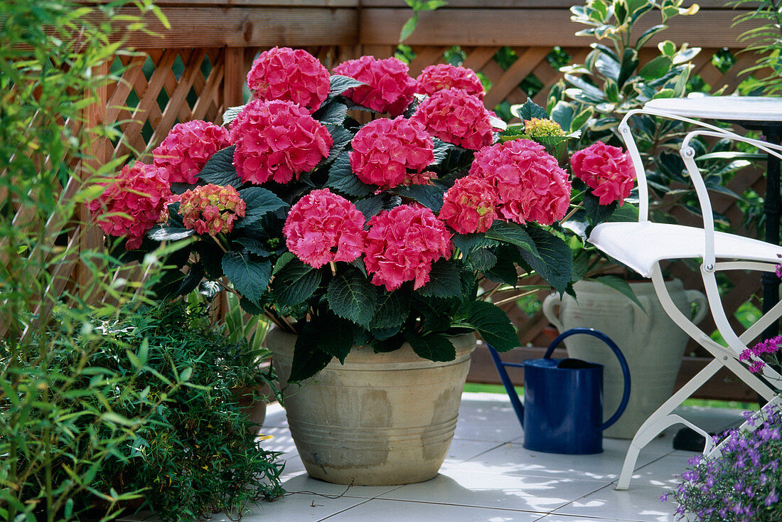 Hydrangea macrophylla