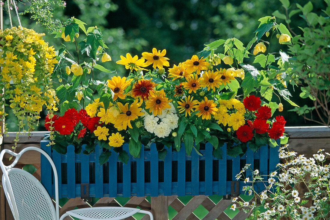 Balkonkasten mit Dahlia variabilis , Salvia, Rudbeckia hirta und Abutilon