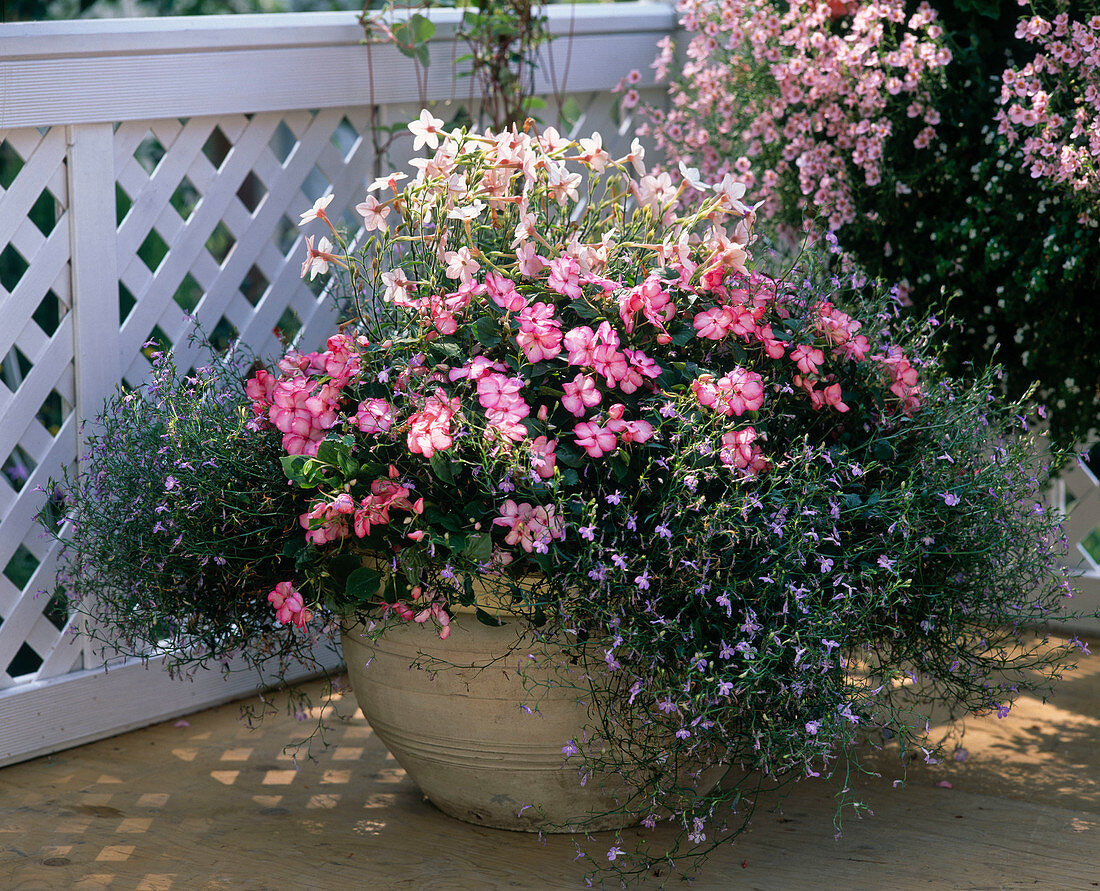 Lobelia erinus (Männertreu), Impatiens (Fleißiges Lieschen)