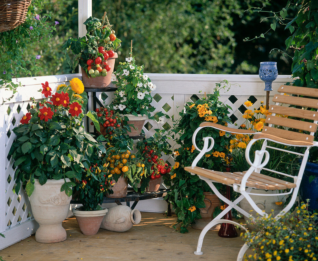 Etagere mit diversen Tomatensorten, Dahlien