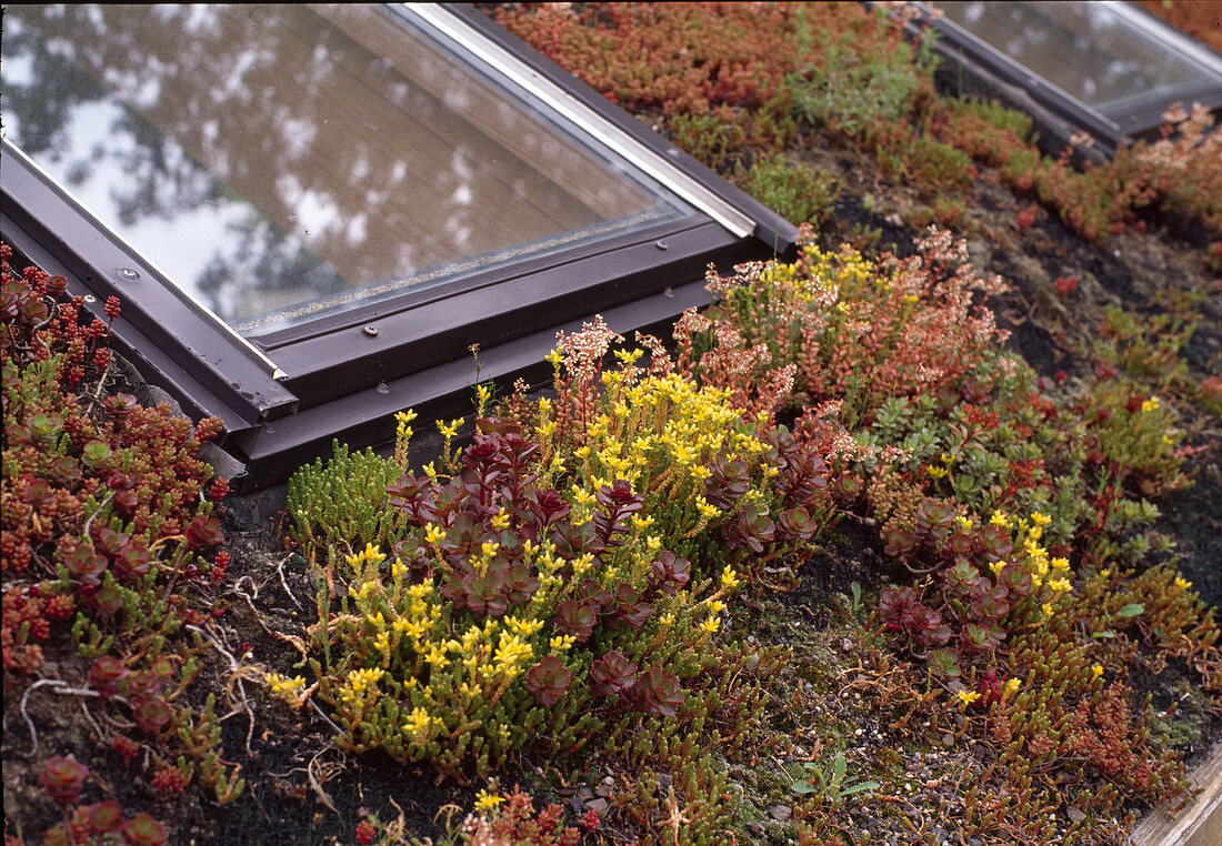 Roof greening with Sedum species, skylights