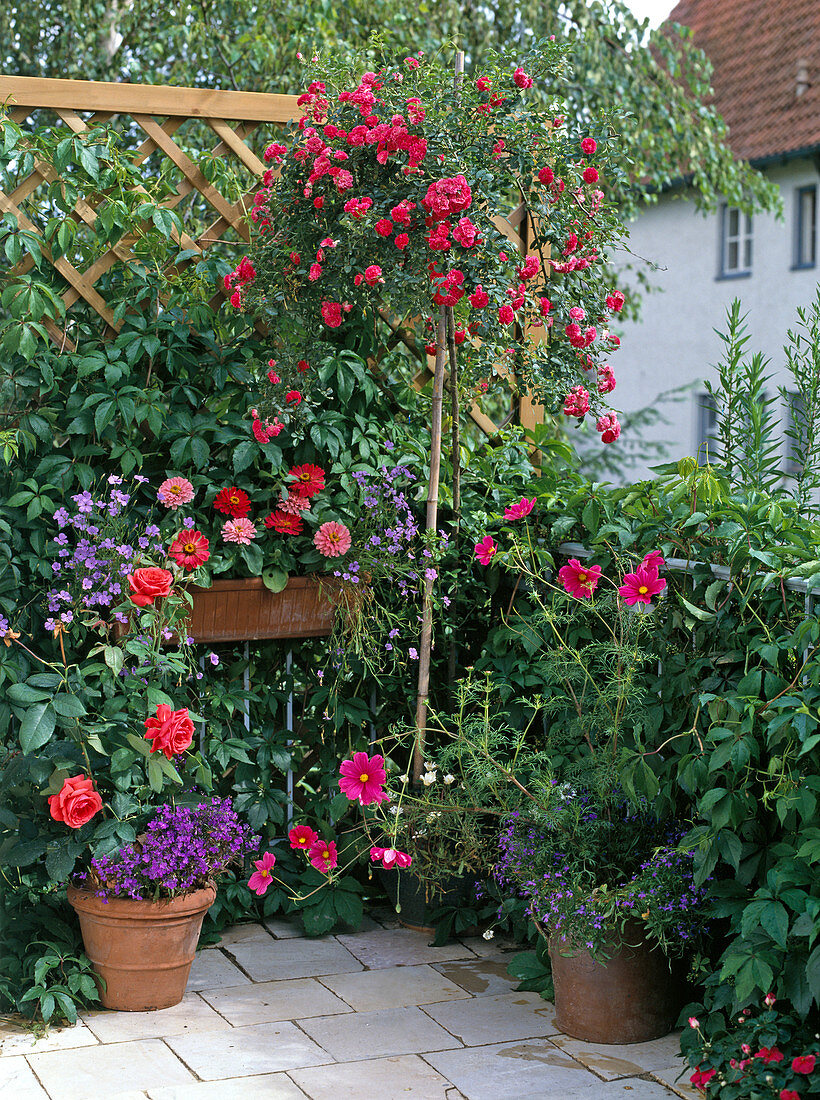 Rose 'Nuage Parfumée', lobelia, weeping rose