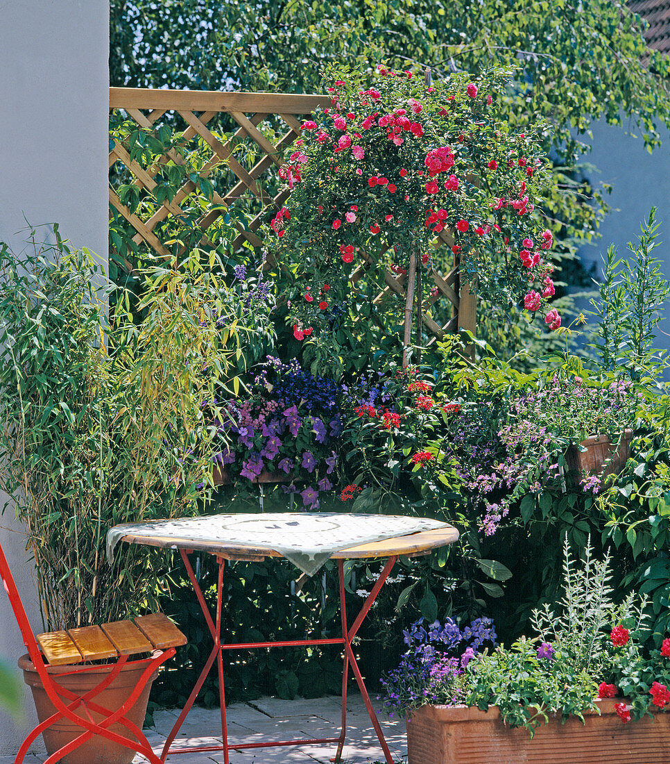 Sinarundinaria, viscaria, petunia, weeping rose, pentas