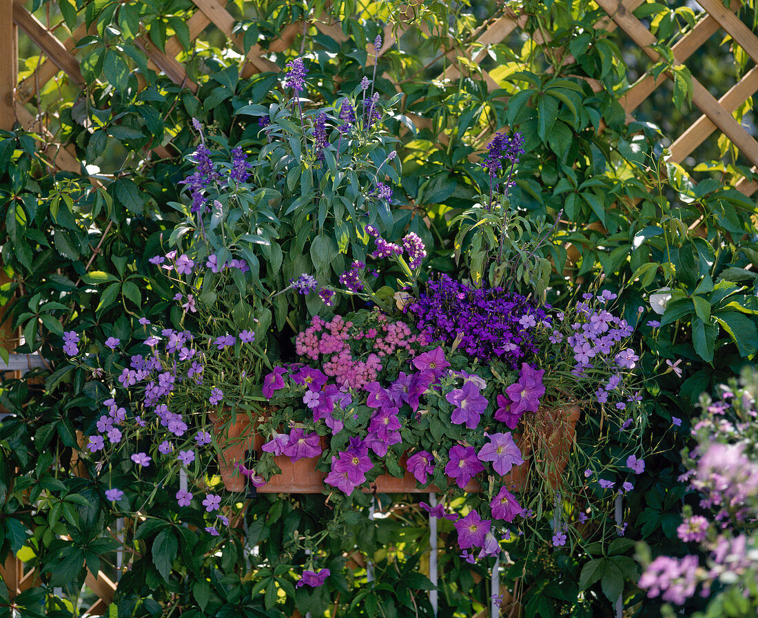 Blue balcony combination: Viscaria 'Blue Engel'