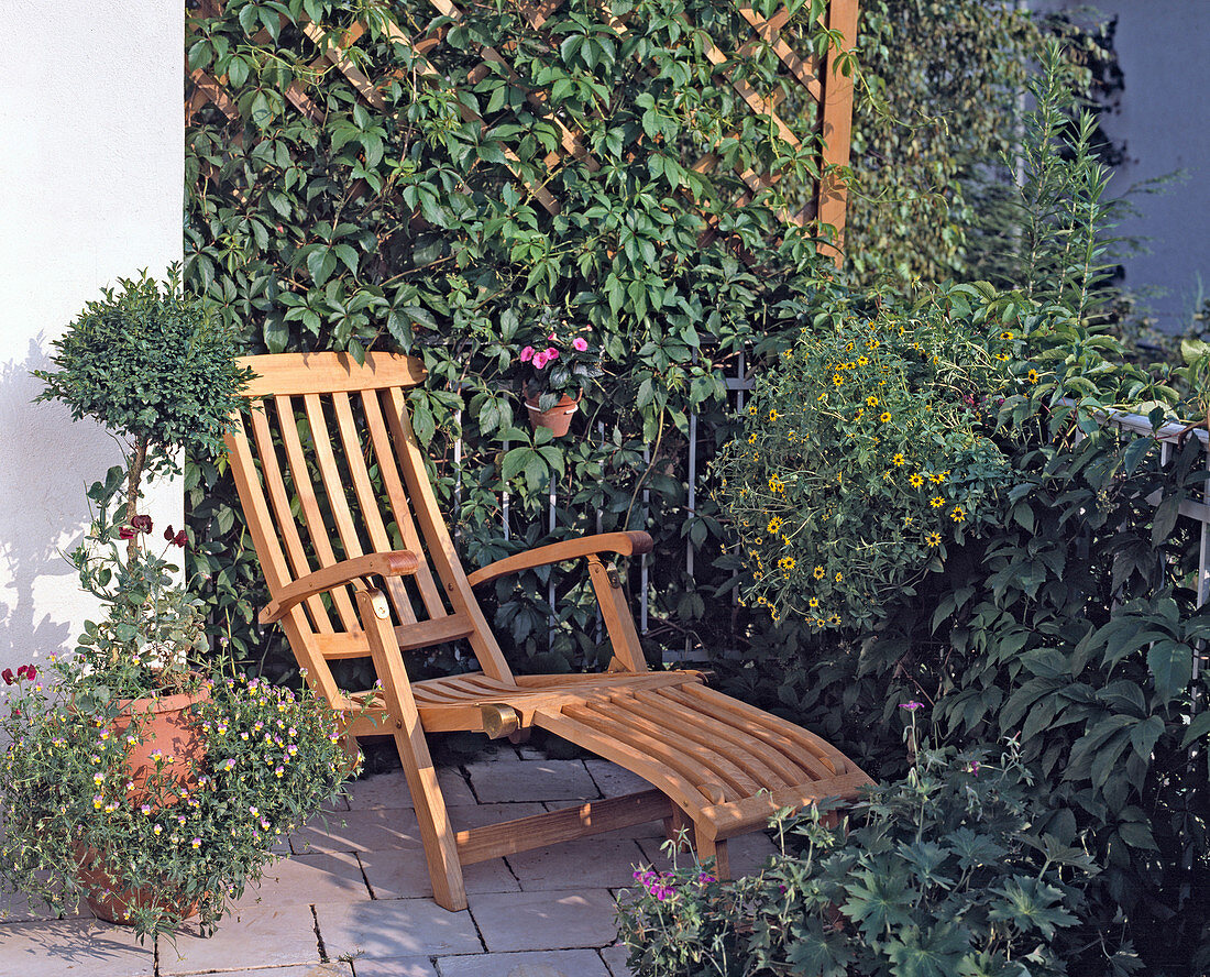 Green balcony: Boxwood, Sanvitalia procumbens