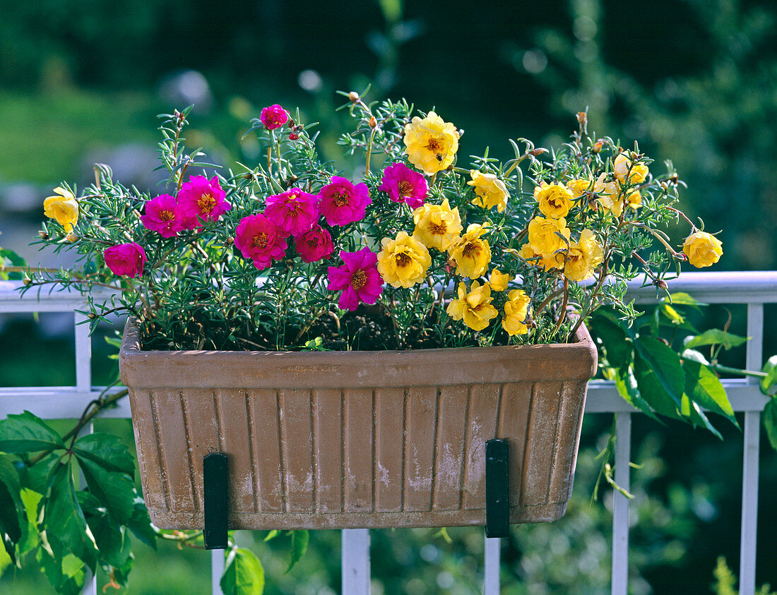 Portulaca grandiflora 'Margarita Mix' (Portulakröschen)