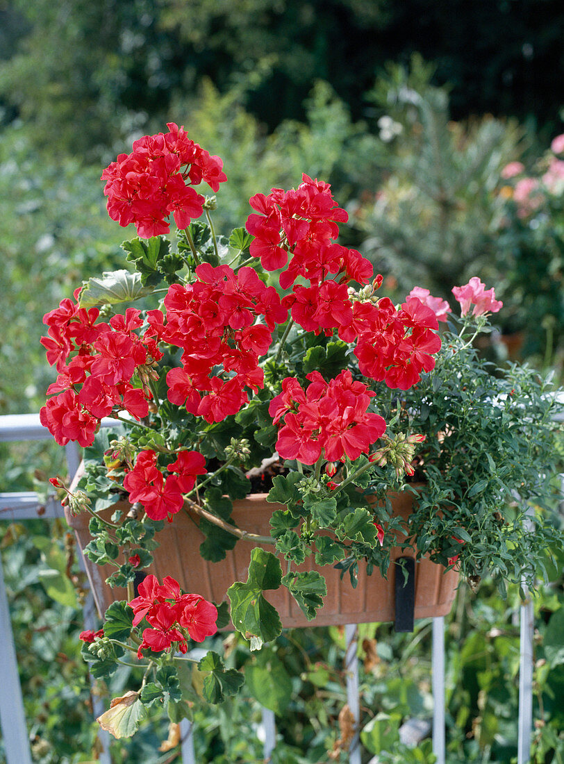 Pelargonium zonale (Stehende Geranie)