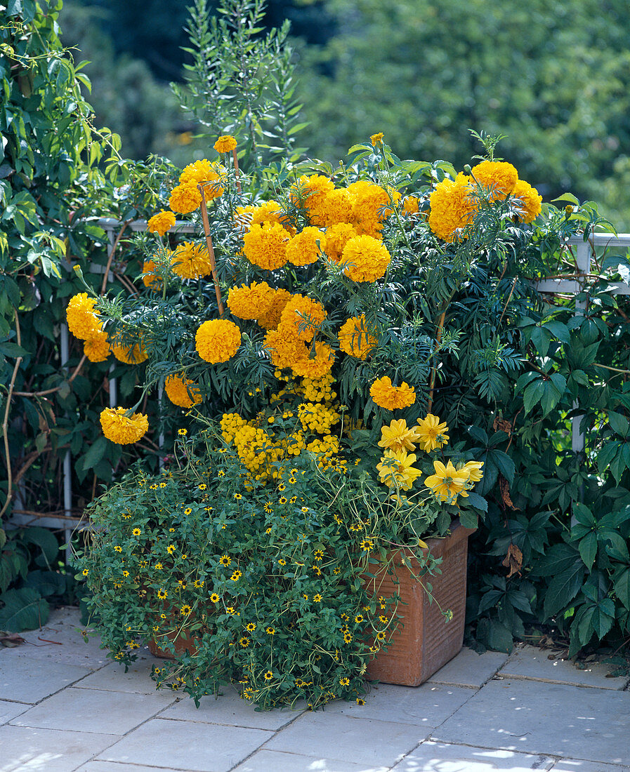 Tagetes erecta, Calceoclaria integrifolia (Pantoffelblume)