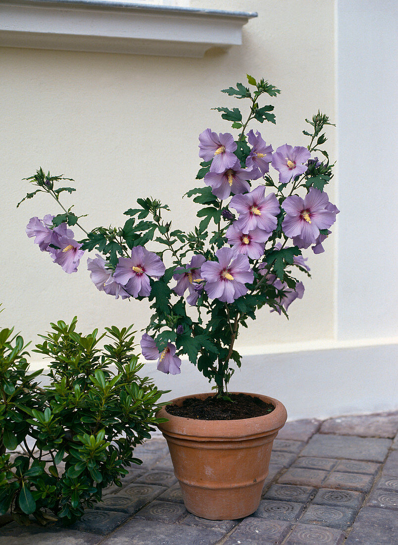 Hibiskus syriacus 'Coelestris', Sedum 'Sempervivum'