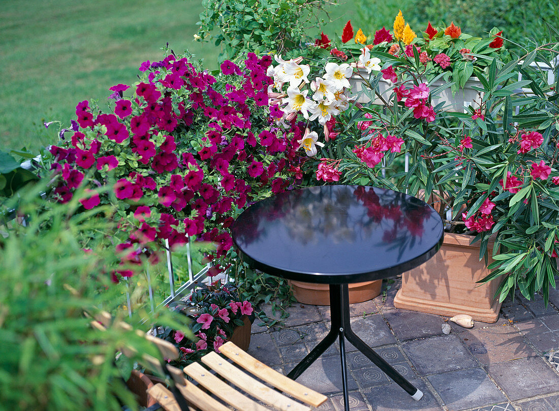 Balcony with Petunia 'surfinia ', Lilium Regale