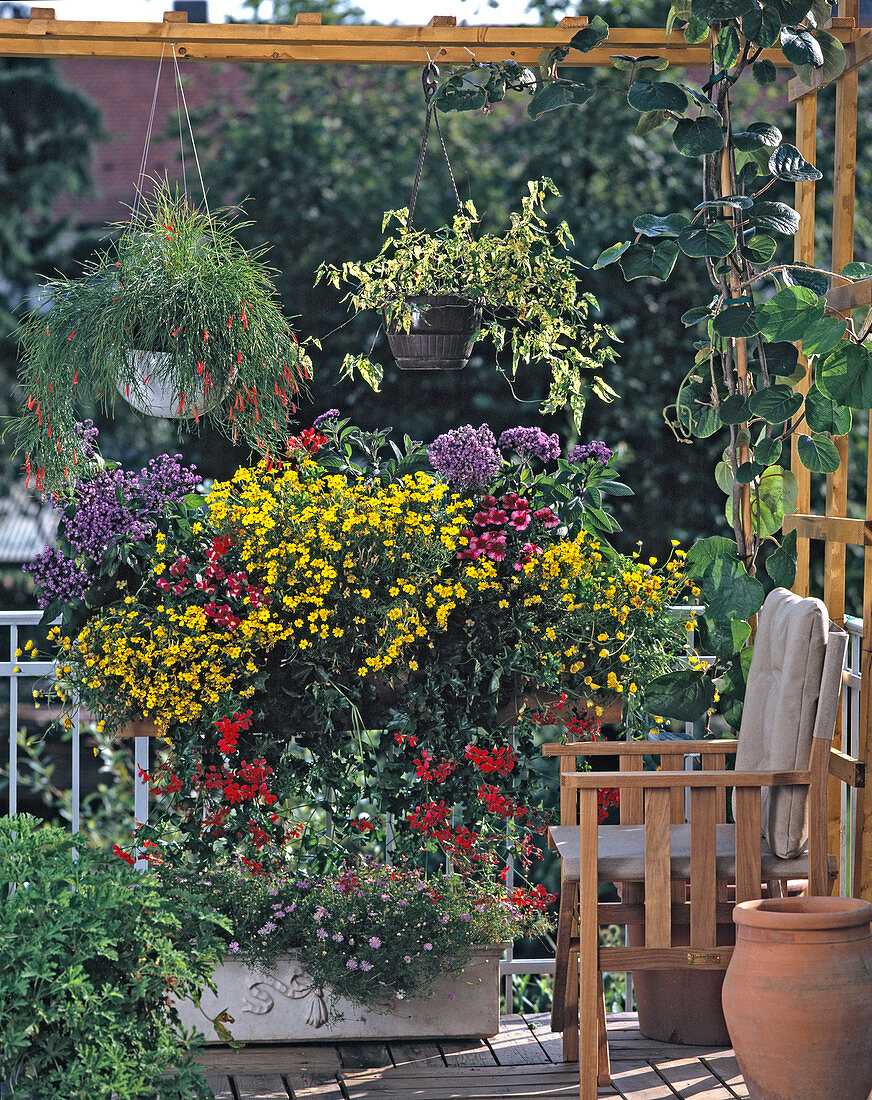 Box: Tagetes tenuifolia, Heliotropium, Dianthus