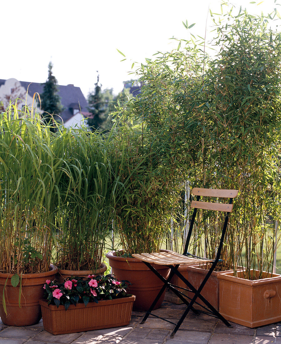 Sinarundinaria murielae, Miscanthus sinensis, Impatiens Neu-Guinea-Hybr., Impatiens