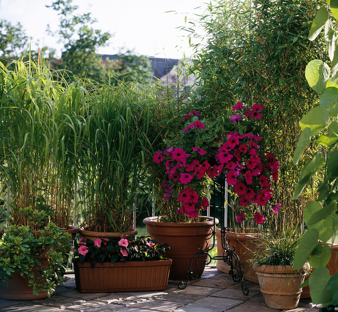 Sinarundinaria murielae, Miscanthus sinensis, Petunia 'Shihi Purple', MISCANTHUS