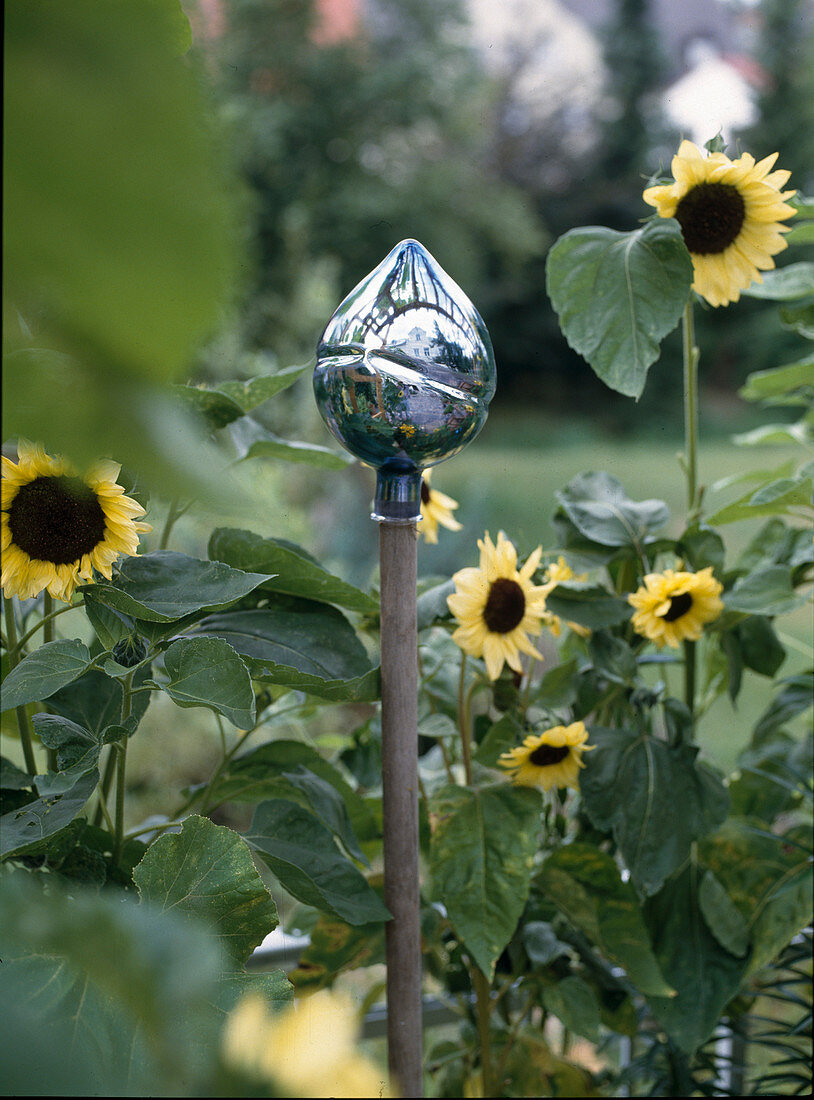 Glass balls for the cottage garden