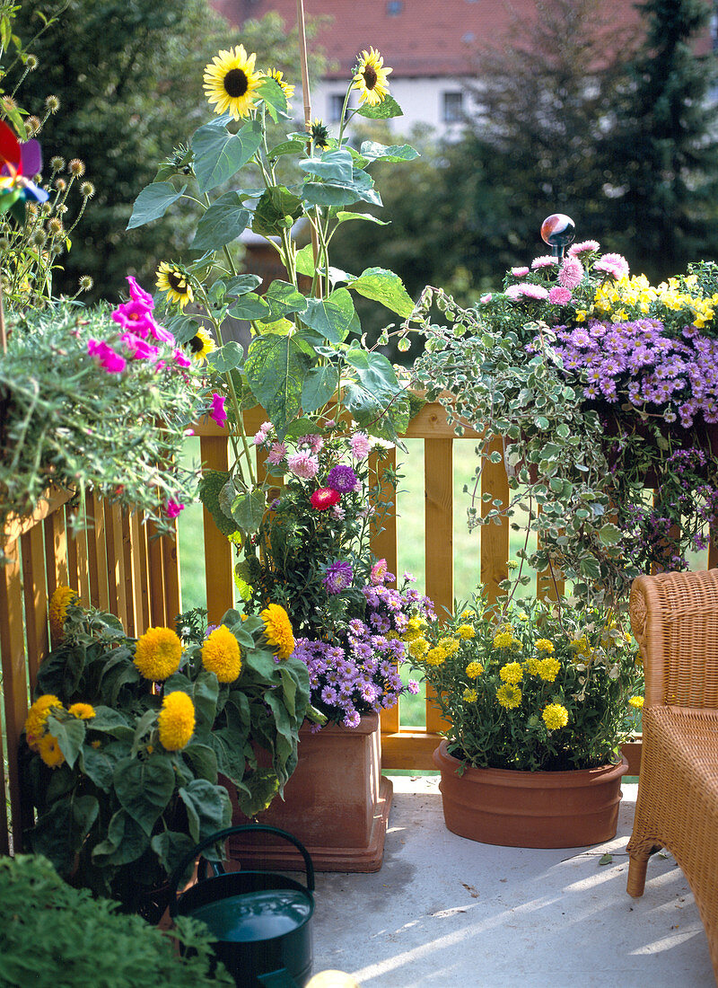 Spätsommerbalkon mit Helianthus annuus 'Lemon', 'Teddybär'