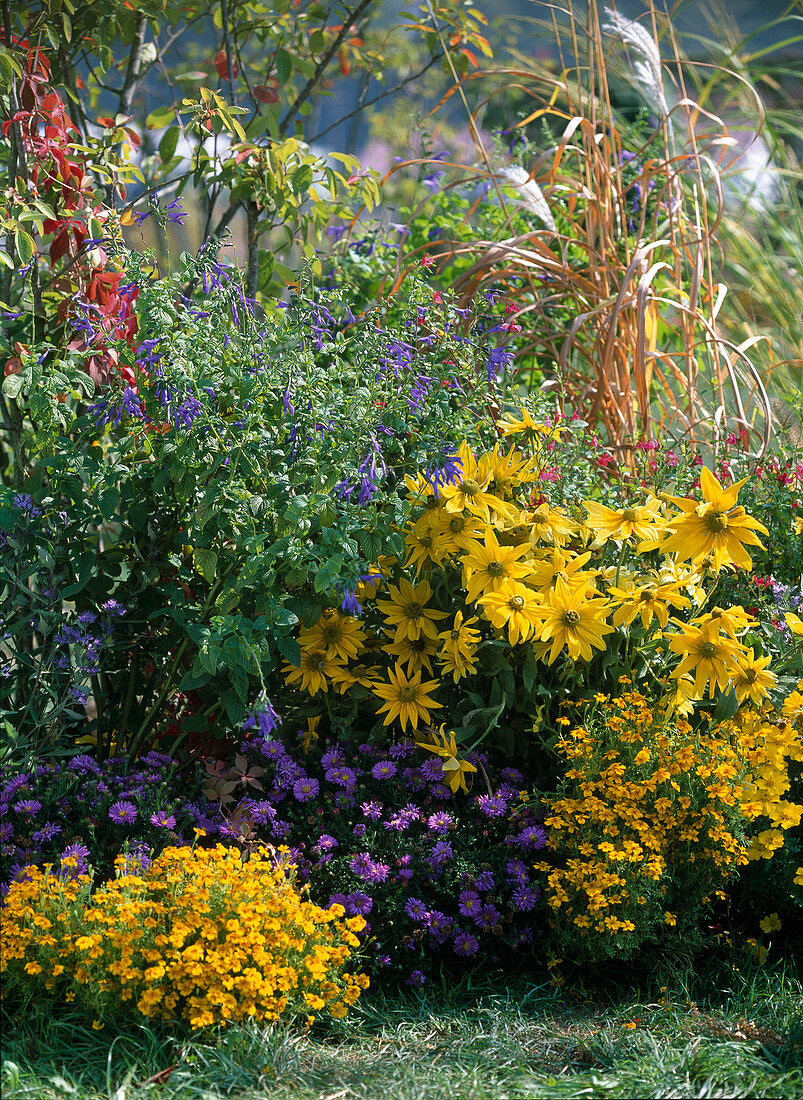 Caryopteris (Bartblume), Aster Dumosus 'Sapphire' (Kissenaster)