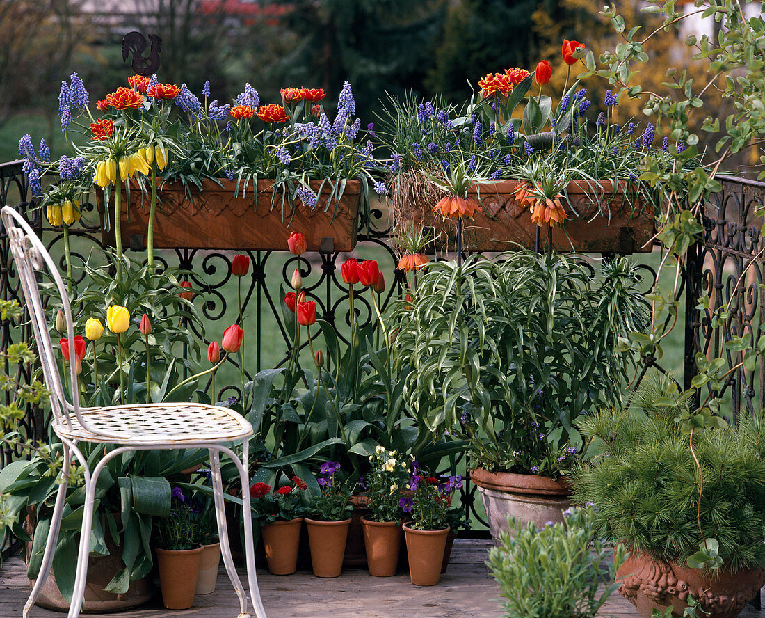 Muscari, Tulipen, Fritillaria imperialis, Hedera helix