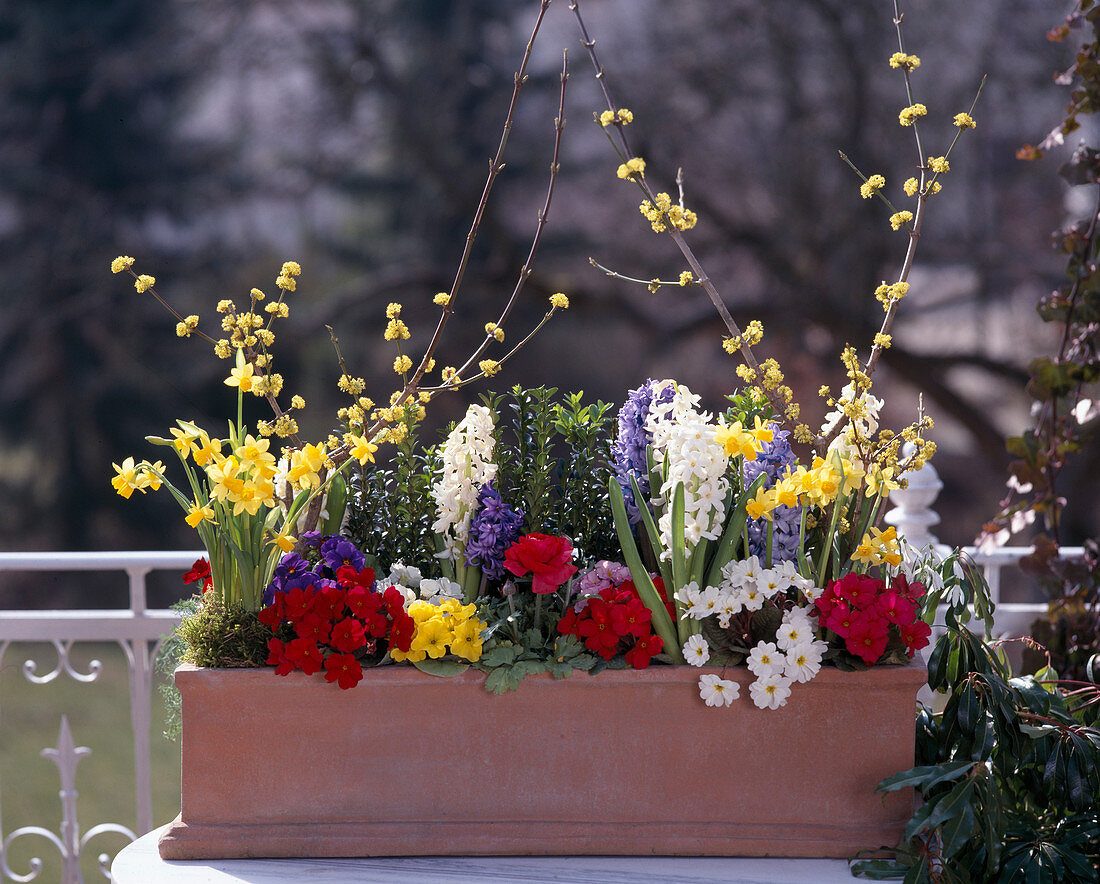 Cornus mas 'Golden Glory', Narcissus