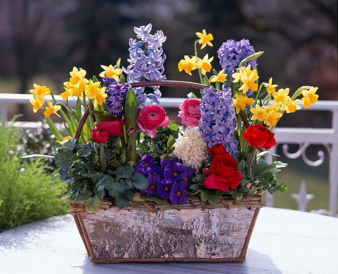 Hyacinthus orientalis, Narcissus 'Tete-a-Tete', Ranunculus, Primula