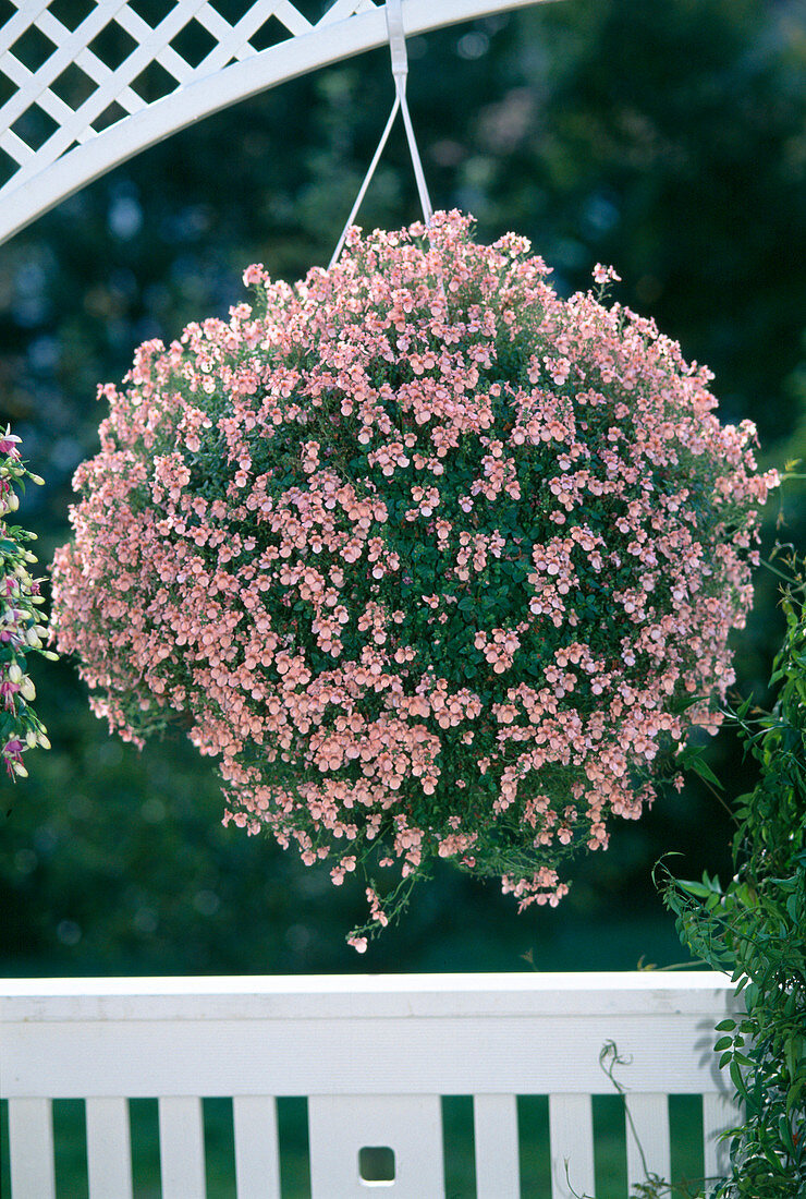 Diascia 'Salmon Supreme'