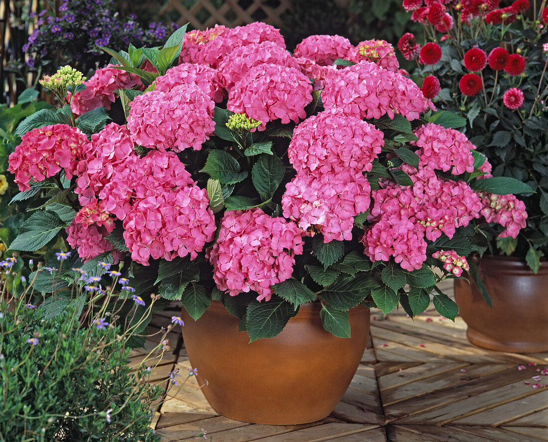 Hydrangea MACROPHYLLA