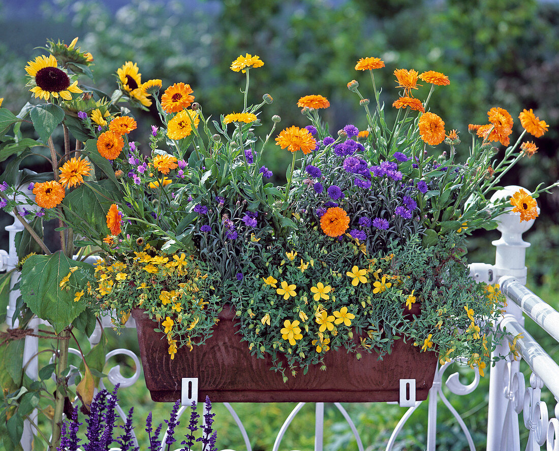 Calenudula (Marigold)