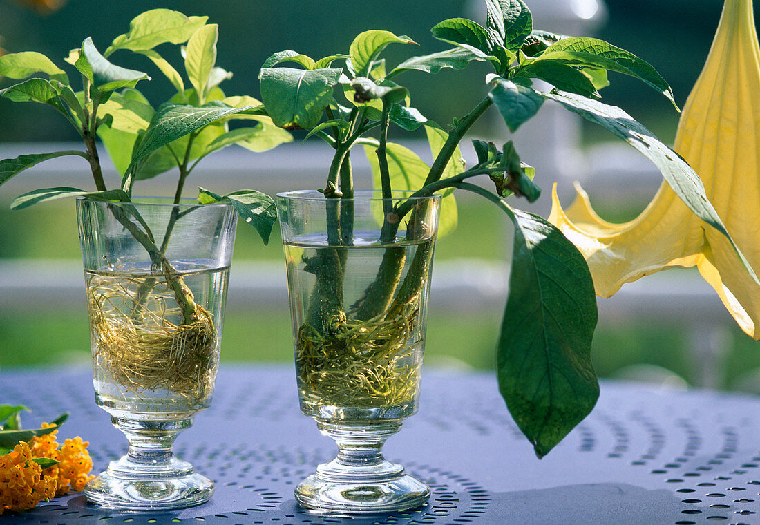 Datura pistokkaat lasiin vettä