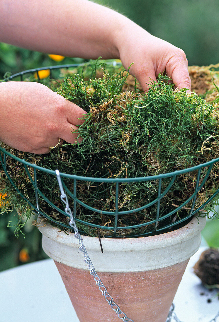 Hanging basket planting: Basket with moss Or