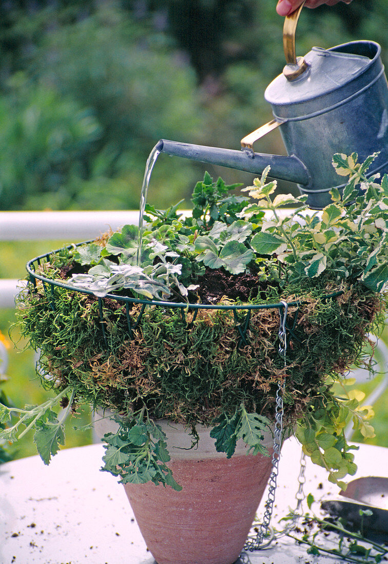 Hanging basket: water the planted basket well