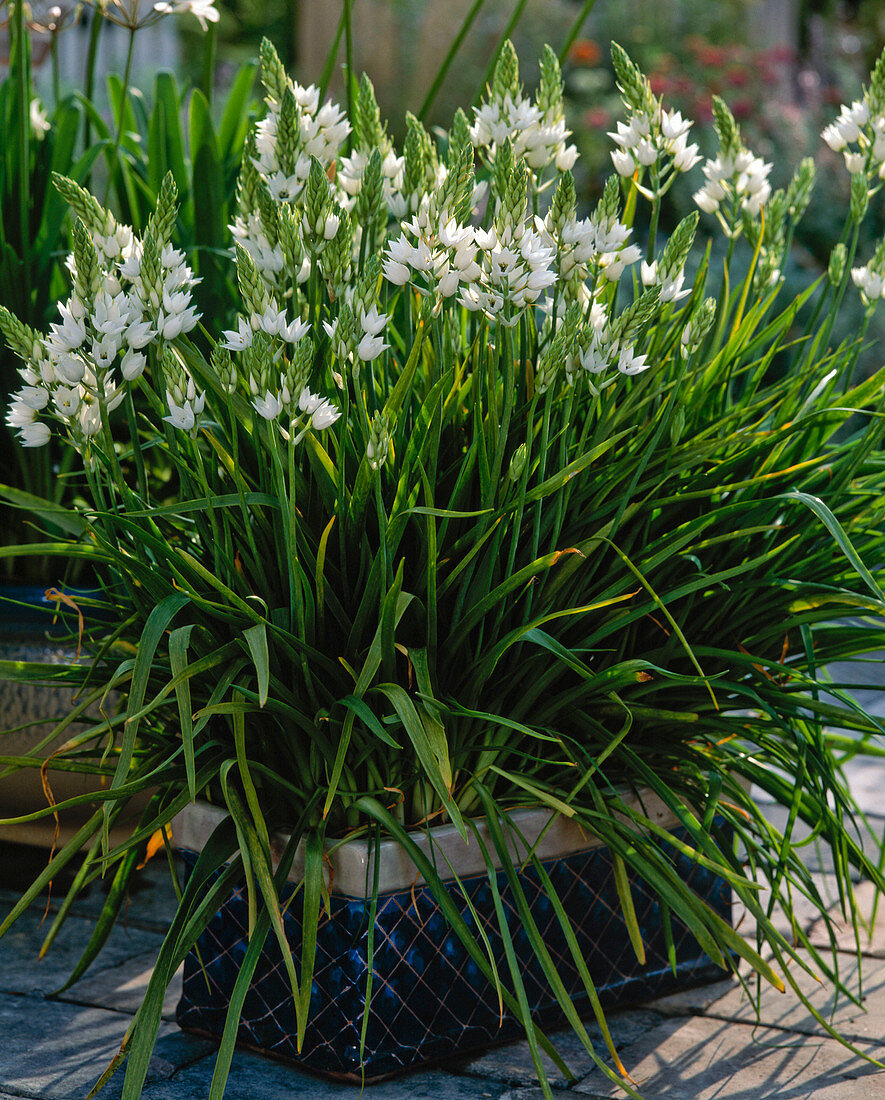 Ornithogalum-Hybride