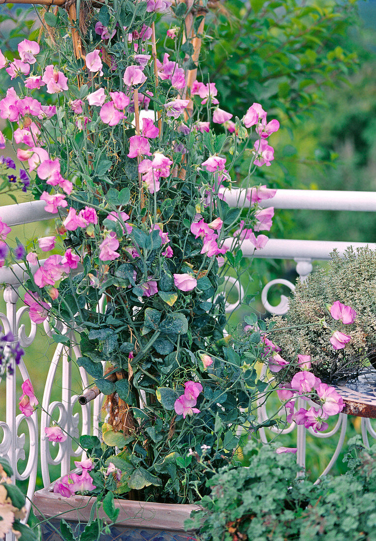 Lathyrus odoratus