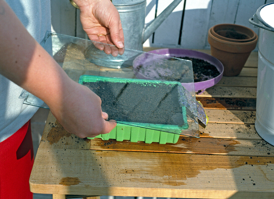 Cover seed with glass