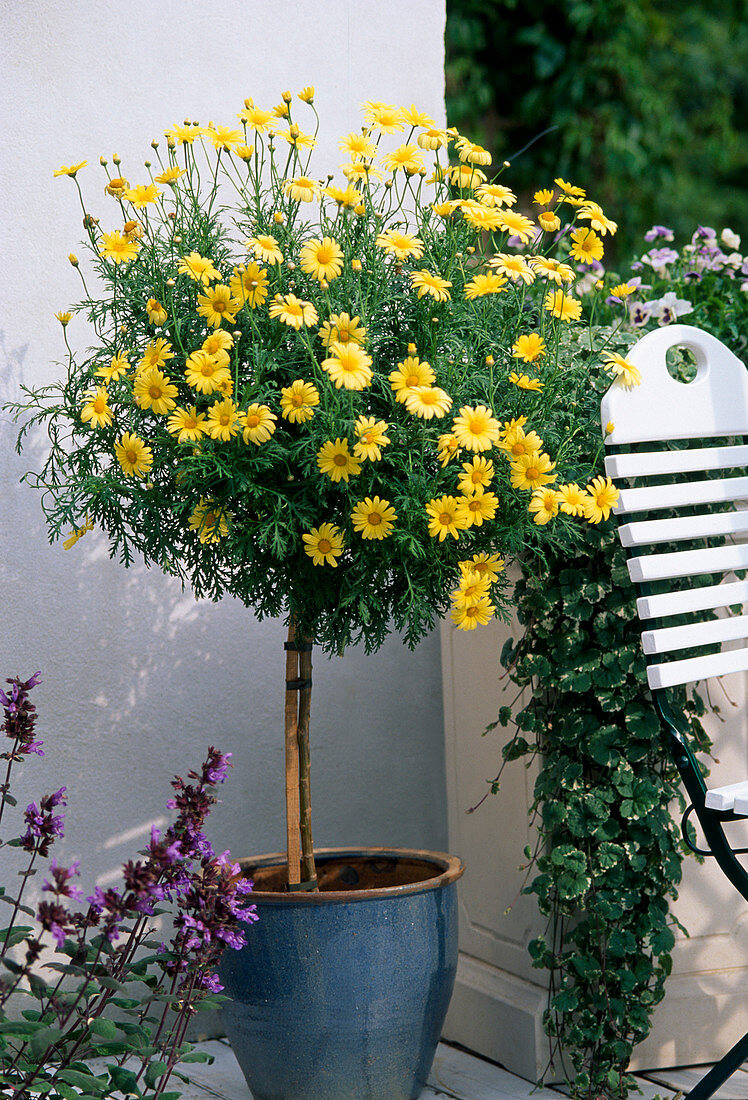 Argyranthemum frutescens (Chrysantheme)