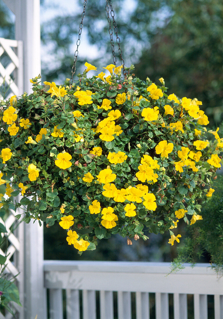 Mimulus luteus