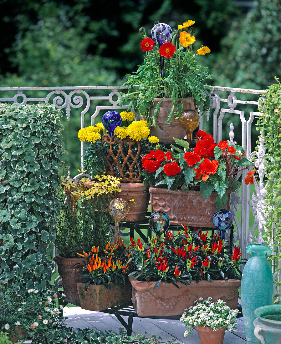 Etagere: Papaver nudicaule (Islandmohn)