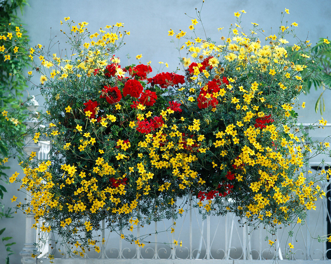 Pelargonium zonale 'Grand Prix', Bidens ferulifolia