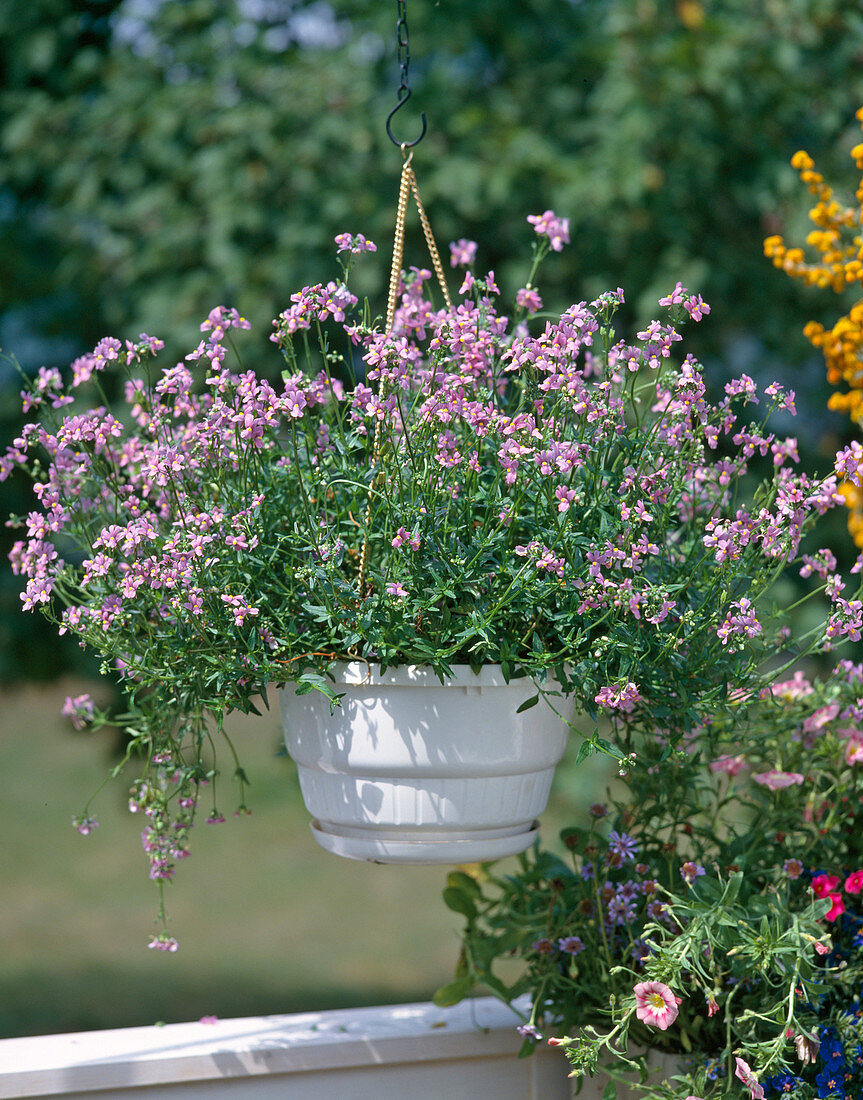 Nemesia fruticans 'Joan Wilder'