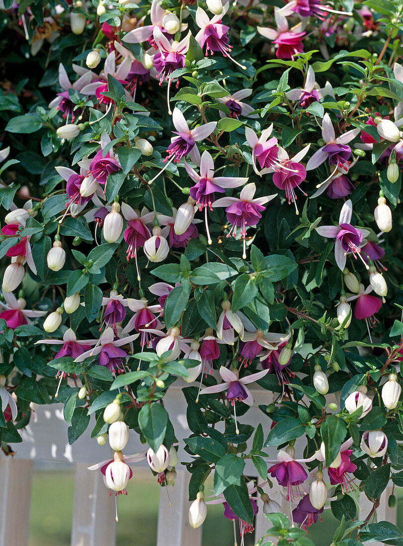 Fuchsia hybrid