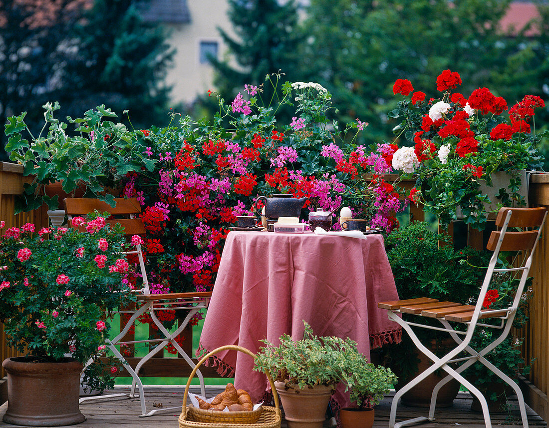 Breakfast balcony: Pelargonium