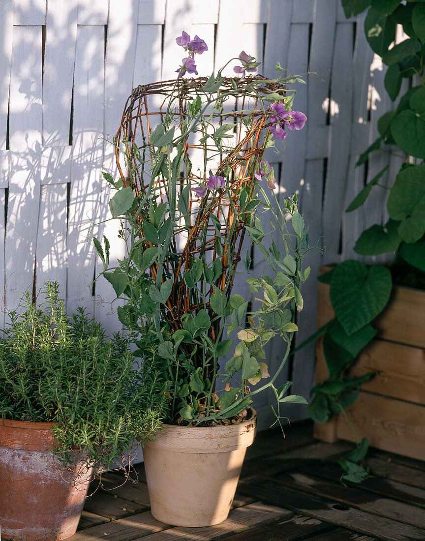 Trichterförmiges Spalier aus Weidenrute mit Lathyrus 3