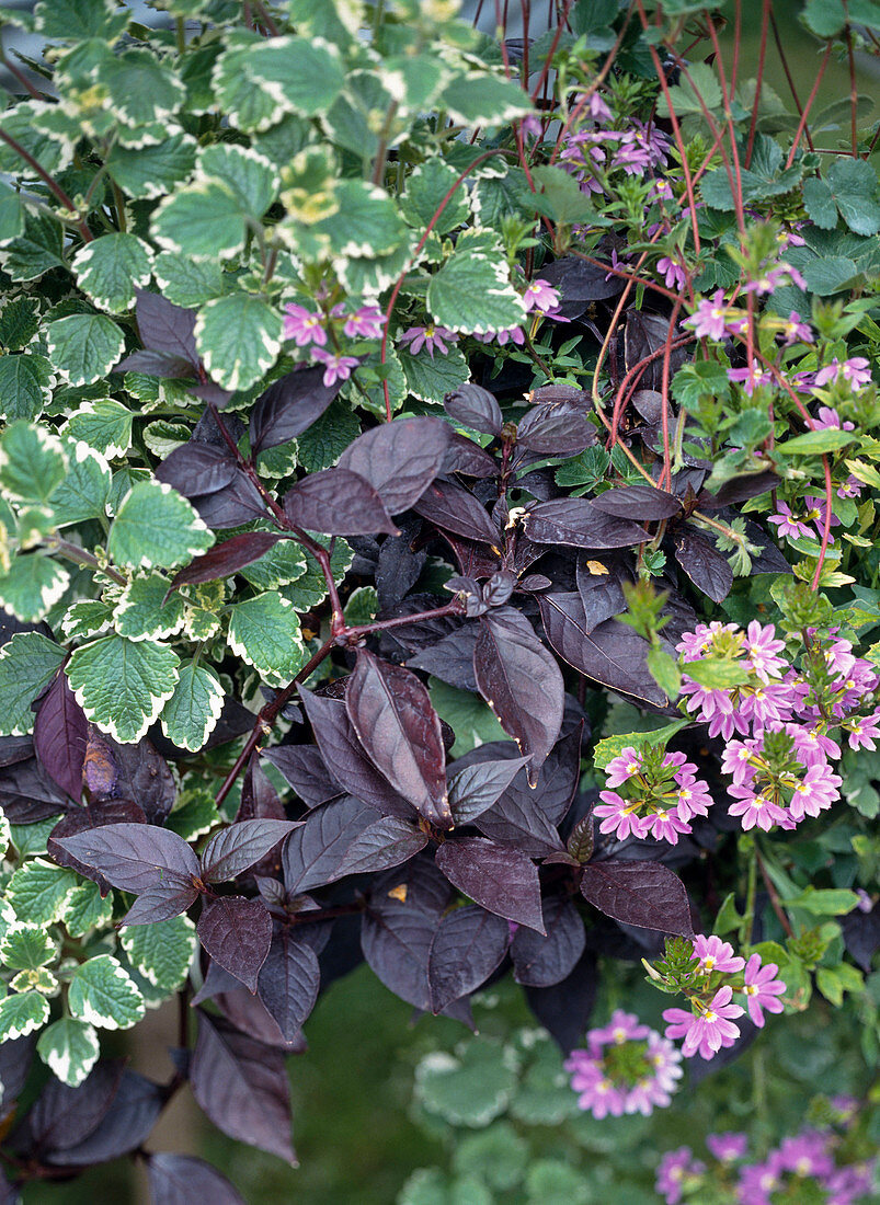 Plectranthus (incense), Iresine lindenii (bloodleaf)