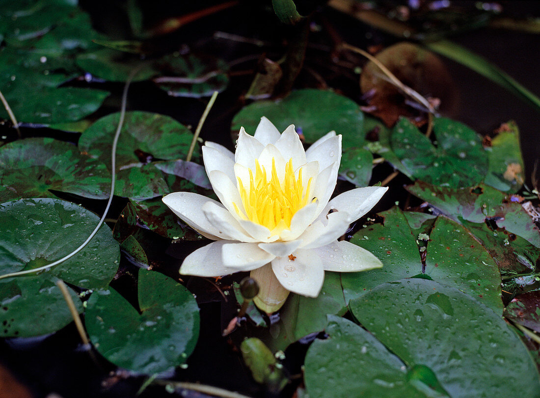 Nymphaea PYGMAEA