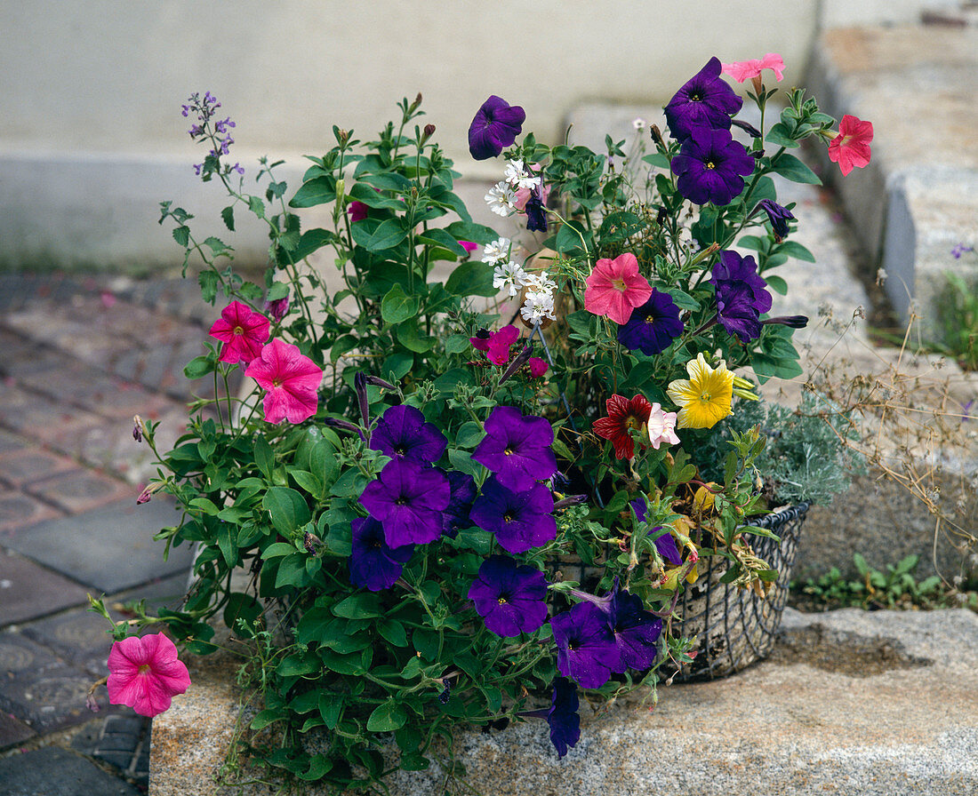 Drahtkorb mit Petunia-Hybr