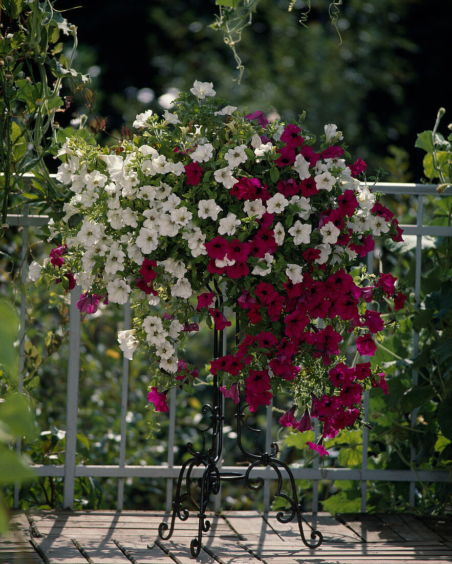 Petunia Surfinia 'Shihi Purple'