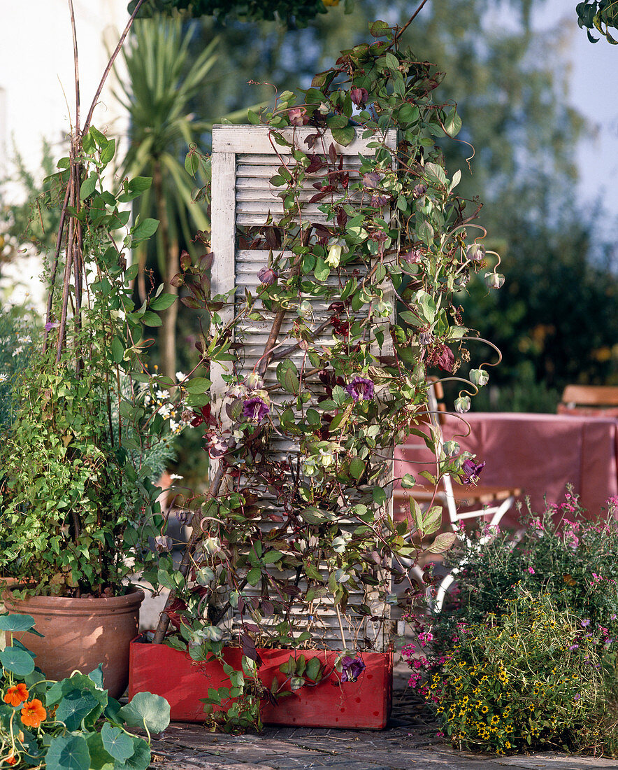 Old shutter & willow stick