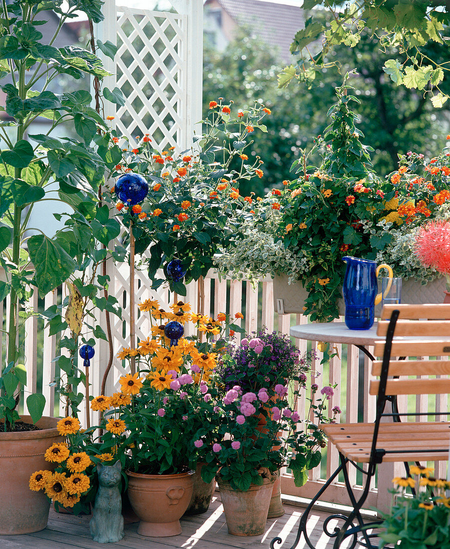 Rudbeckia, Ageratum 'Cut wonder', Lantana