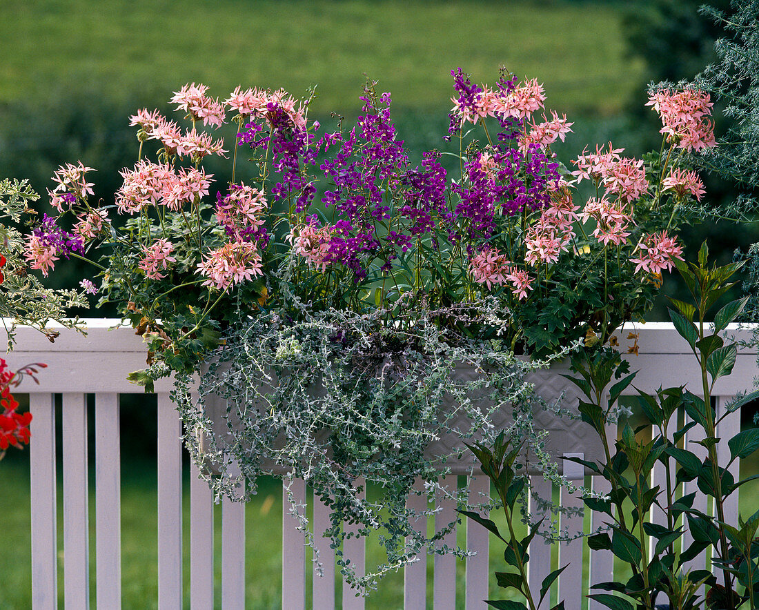 Pelargonium 'Stella' (geranium), Angelonia (angel's face), Helichrysum 'Silver Mist'