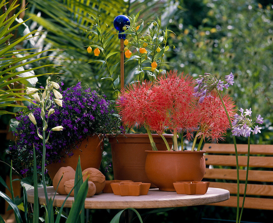 Haemanthus multiflorus, Sandersonia Aurantiaca, Lobelia